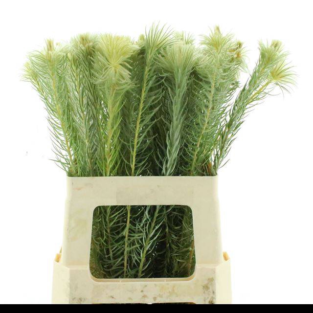 <h4>PHYLICA PLUMOSA</h4>