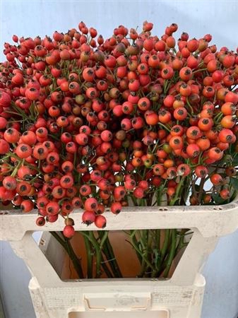 <h4>Rosa Magical Passoa</h4>