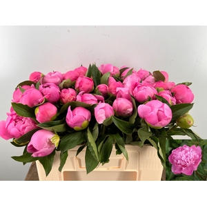 PAEO L MR JULES ELIE