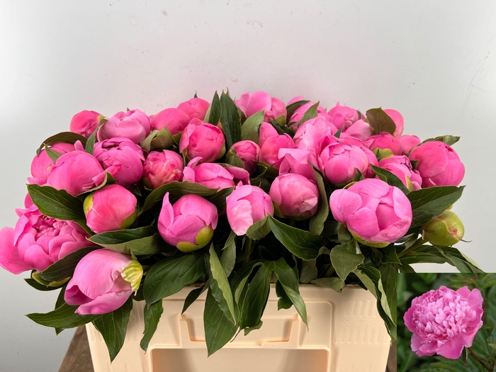 <h4>PAEO L MR JULES ELIE</h4>