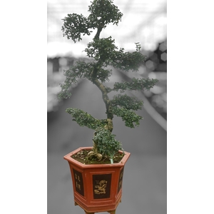 Carmona macrophylla, pot 43 cm., height 150 cm. (single item)