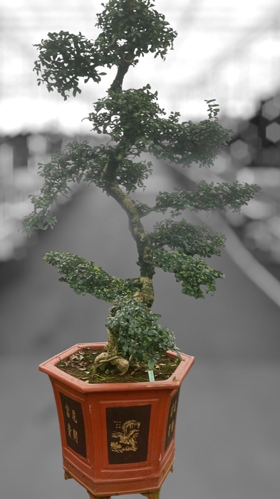 <h4>Carmona macrophylla, pot 43 cm., height 150 cm. (single item)</h4>