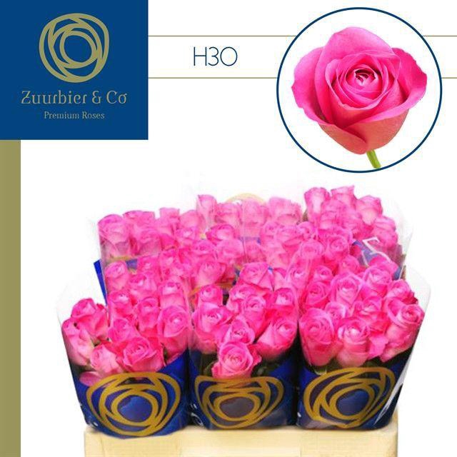 <h4>R GR H3O 35</h4>