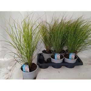 ANEMANT L CG SIROCCO
