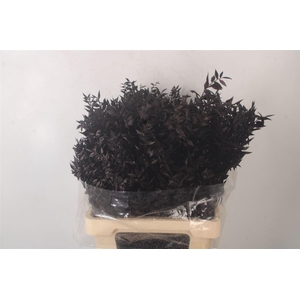 Ruscus. Black Per Stem