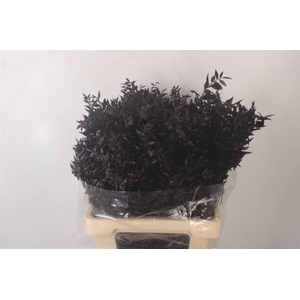 Ruscus. Black Per Stem
