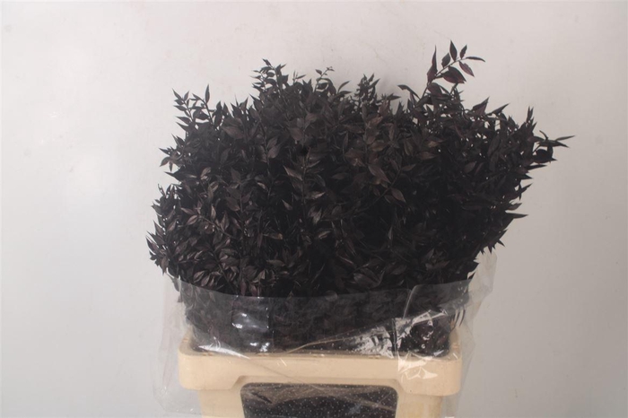 <h4>Ruscus. Black Per Stem</h4>