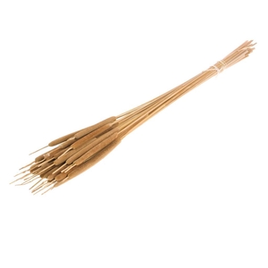 Typha Small 25pc Natural