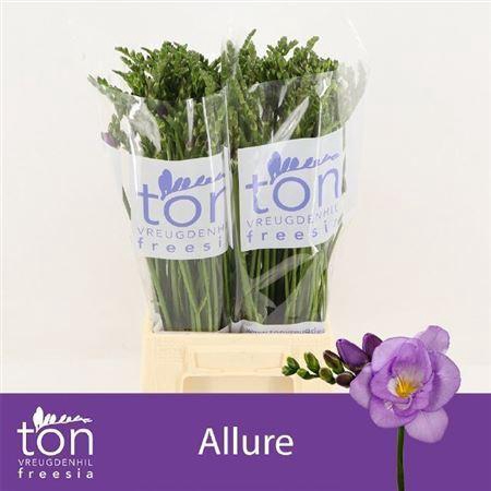 <h4>Fr Du Allure Blue</h4>