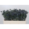 Eryngium Blue Dynamite