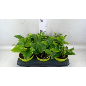 Epipremnum pinn. 'Aureum'