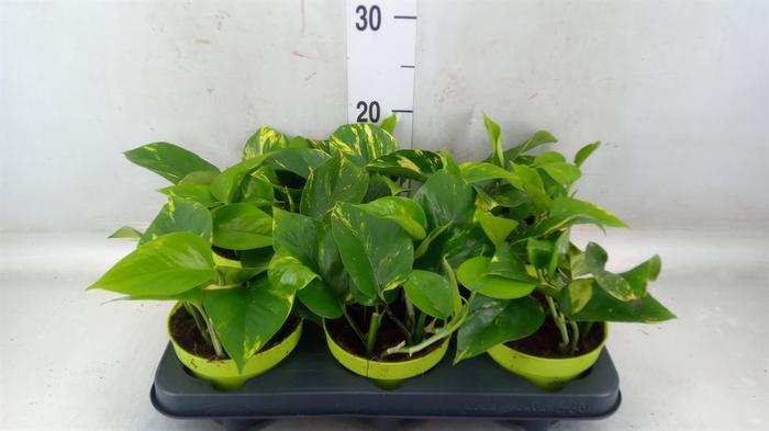 <h4>Epipremnum pinn. 'Aureum'</h4>