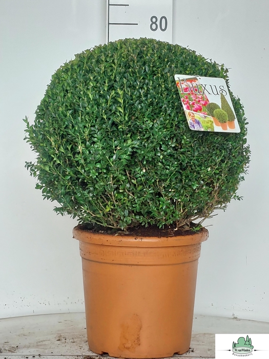 <h4>BUXU SEMPERVIRENS</h4>