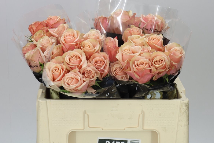 <h4>Rosa Gr Aprikola</h4>
