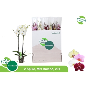 PHAL GEM