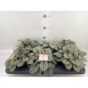 Peperomia