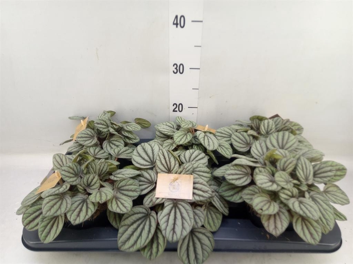 <h4>Peperomia</h4>