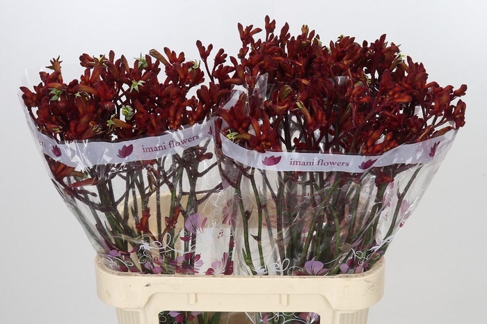 <h4>Anigozanthos Early Spring</h4>