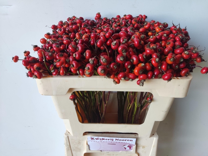 <h4>ROSA RED HOOIJDONK</h4>