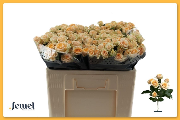 <h4>R Tr Trinity</h4>