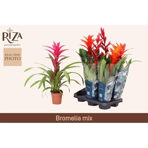BROMELIA GEM 6 SRT