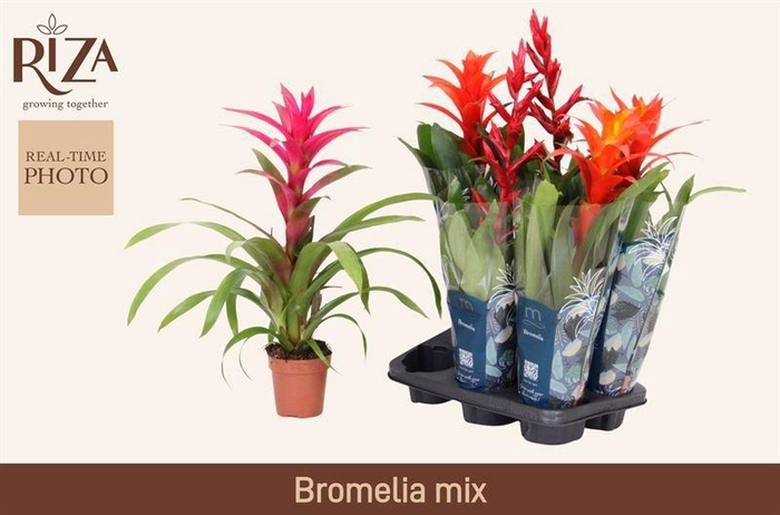 <h4>BROMELIA GEM 6 SRT</h4>