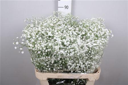 <h4>Gyps Pa Xlence</h4>