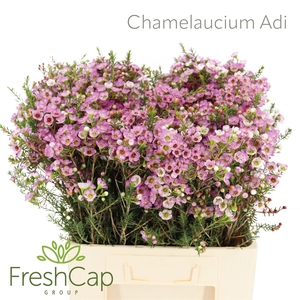 Chamelaucium Adi