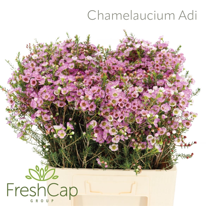 <h4>Chamelaucium Adi</h4>