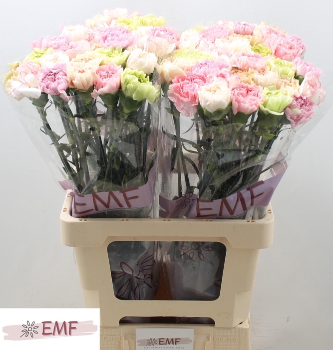 <h4>Di St Gem In Bos</h4>