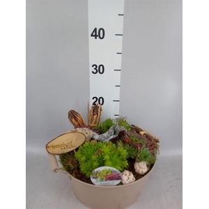 Arr.  Sempervivum L%
