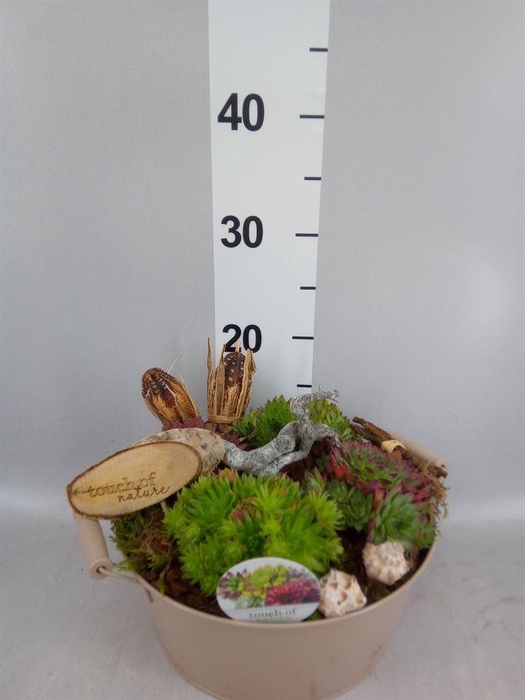 <h4>Arr.  Sempervivum L%</h4>
