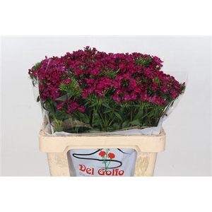 DIANTHUS BA AM NEON CHERRY