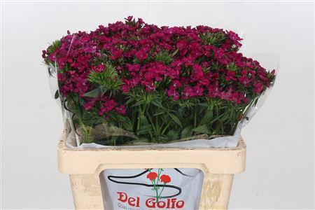 <h4>DIANTHUS BA AM NEON CHERRY</h4>