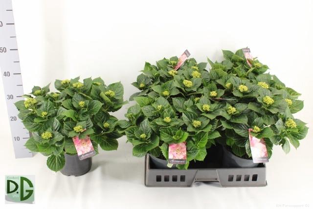 <h4>HYDR M EARLY ROSA</h4>