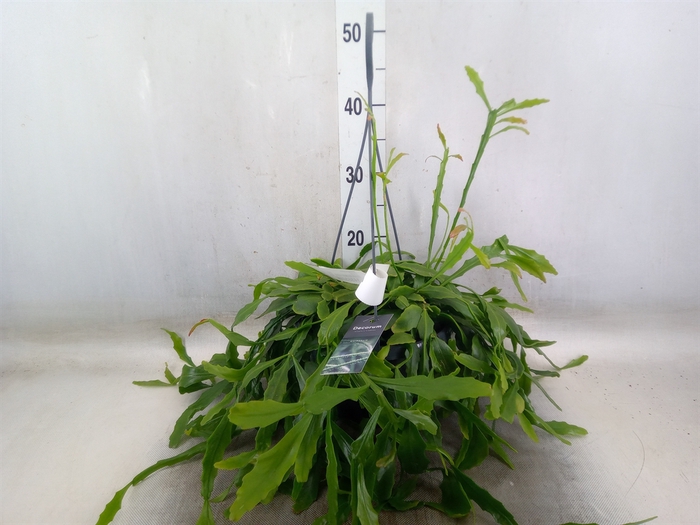 <h4>Rhipsalis   ...</h4>