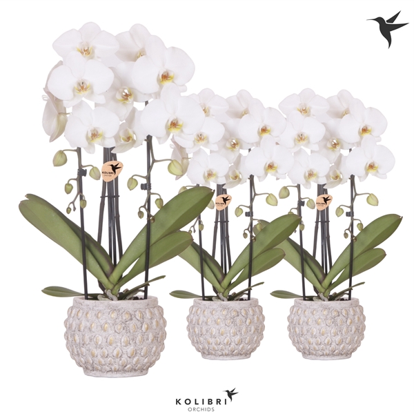 <h4>Kolibri Orchids Niagara fall 2spike in Marrakesh gold-copper</h4>