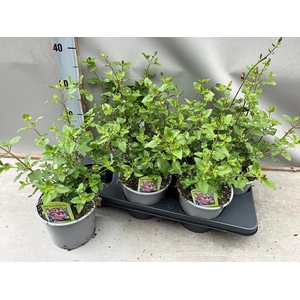 SALVIA MICROPHYLLA