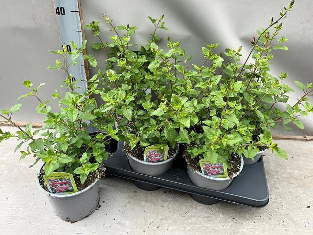 <h4>SALVIA MICROPHYLLA</h4>