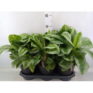 Aglaonema  'Lemon Mint'