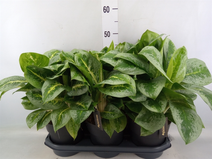 <h4>Aglaonema  'Lemon Mint'</h4>