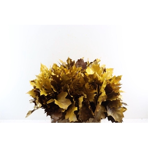 Quercus Rubra Fr Fall Spray