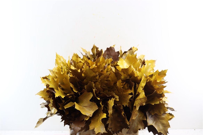 <h4>Quercus Rubra Fr Fall Spray</h4>