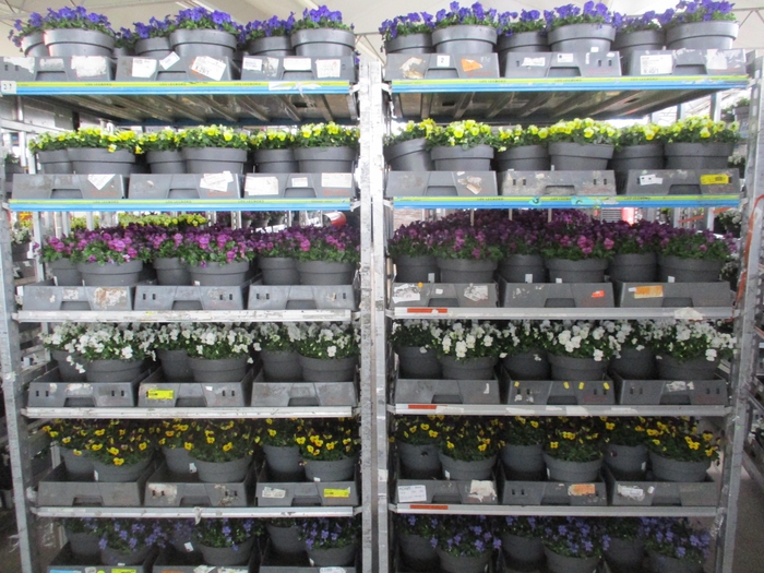 <h4>VIO CO MIXK</h4>