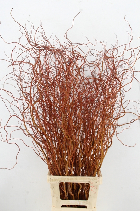 <h4>Salix Golden Curls</h4>