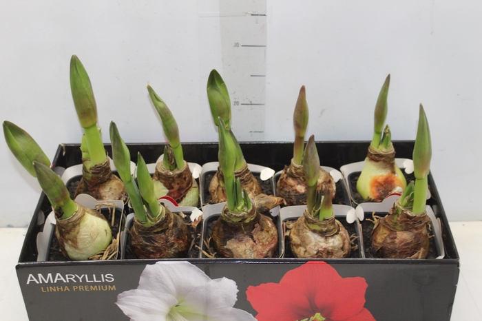 <h4>AMARYLLIS P14 VERMELHO MIN 2 HT</h4>