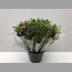 Mono Freesia ass. x 10