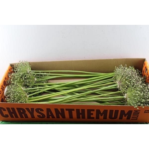 Allium Cherry Zaad L 85