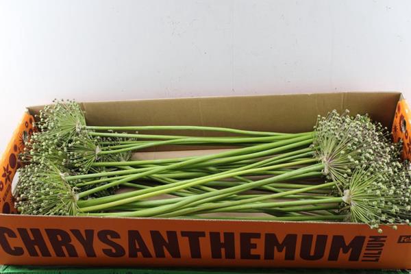 <h4>Allium Cherry Zaad L 85</h4>