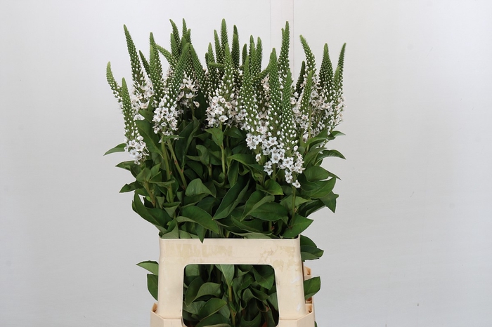 <h4>Lysimachia Moonlight</h4>